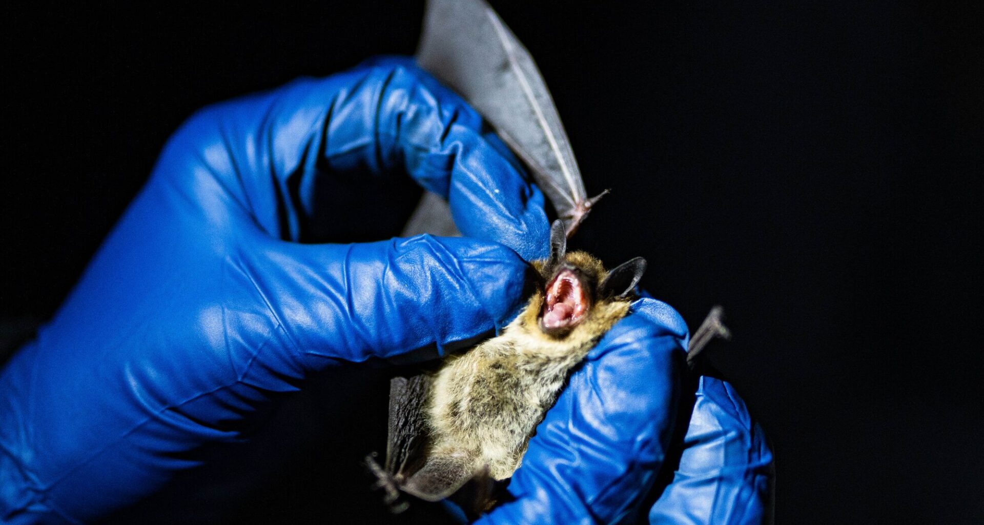 A devastating bat disease continues to spread in Colorado