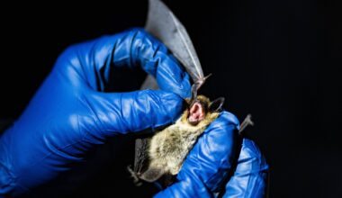 A devastating bat disease continues to spread in Colorado