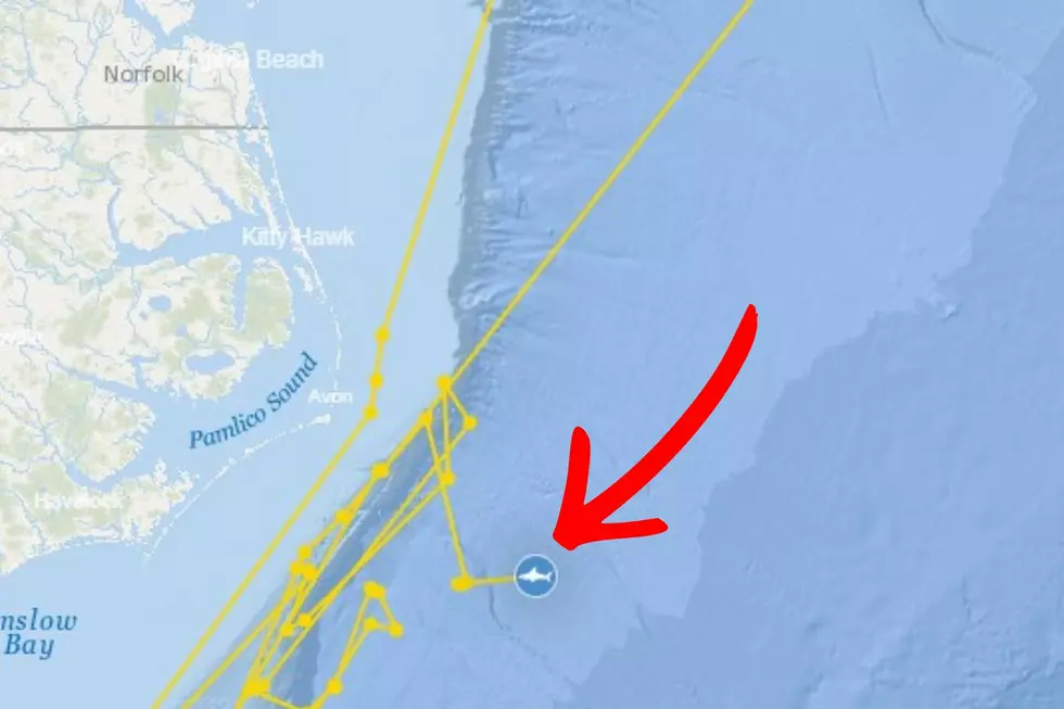 A record-breaking great white could be headed toward the Jersey Shore. (OCEARCH/TSQ illustration)