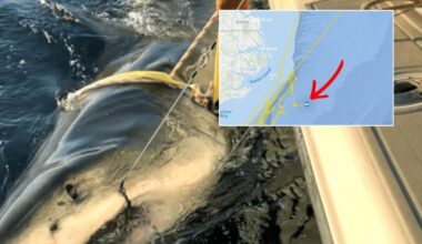 Record-breaking shark may be cruising toward New Jersey beaches