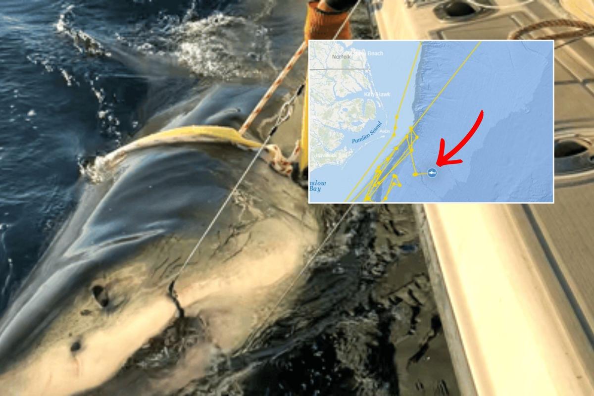 Record-breaking shark may be cruising toward New Jersey beaches