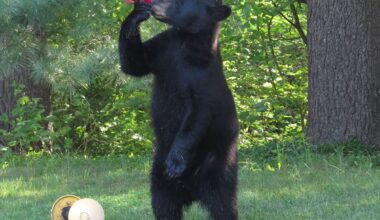 A black bear is making its way across southeastern Mass.