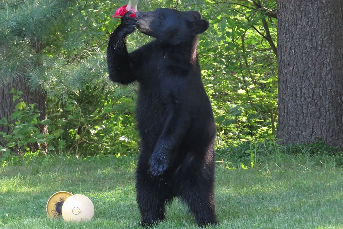 A black bear is making its way across southeastern Mass.