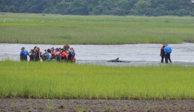 Seven stranded dolphins rescued and returned to the ocean after Cape Cod response
