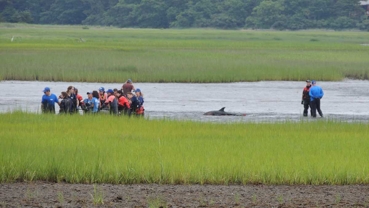 Seven stranded dolphins rescued and returned to the ocean after Cape Cod response