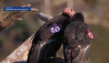 Ventana Wildlife Society warns lead poisoning is stalling California condor nesting in Central Coast