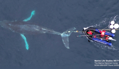 Entangled humpback whale cut free from Dungeness crab gear in Monterey Bay