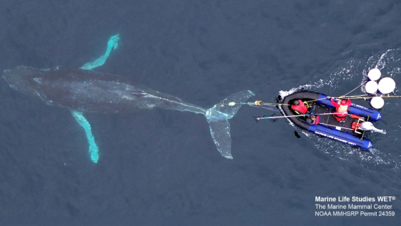 Entangled humpback whale cut free from Dungeness crab gear in Monterey Bay