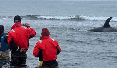 Stranded orca freed following coordinated response in Strait of Juan de Fuca