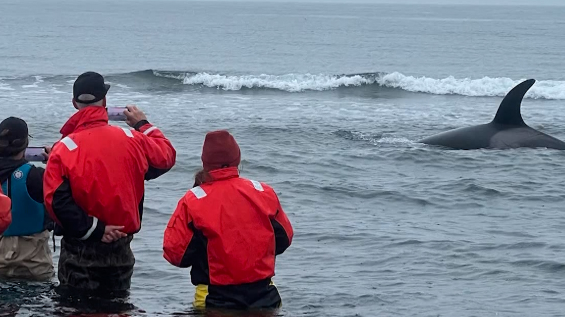 Stranded orca freed following coordinated response in Strait of Juan de Fuca