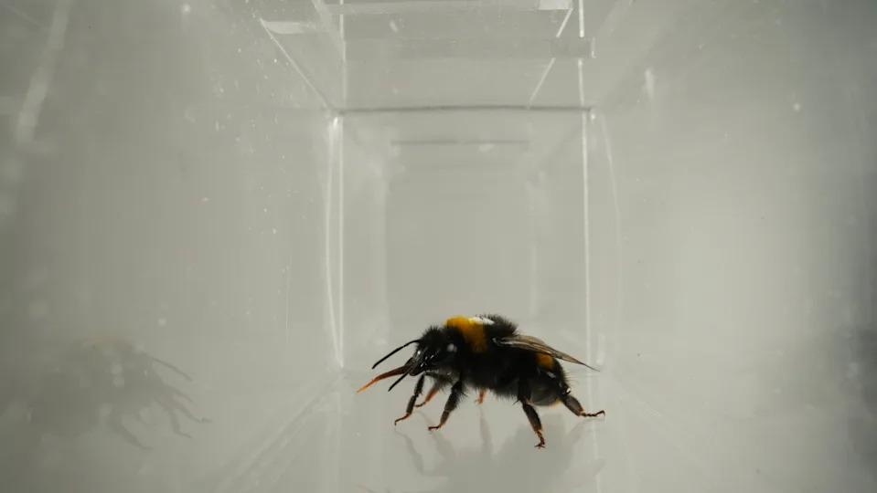 (Bee Lab, Southern Medical University via SWNS)