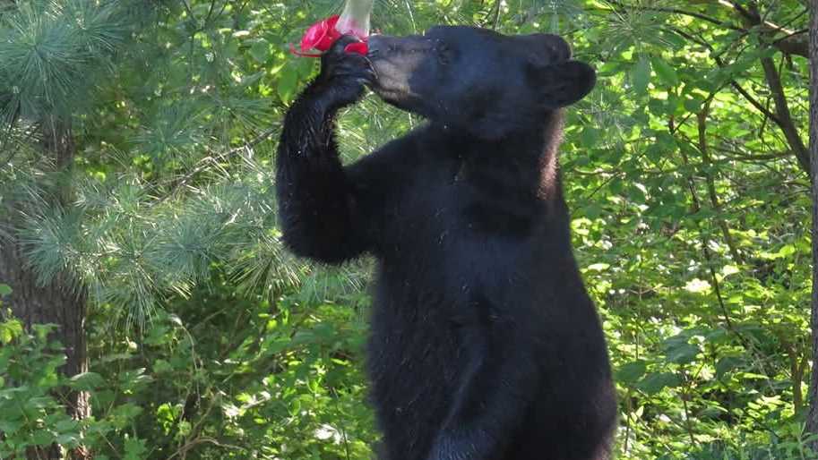 Residents report bear encounters, prompting Animal Control warning