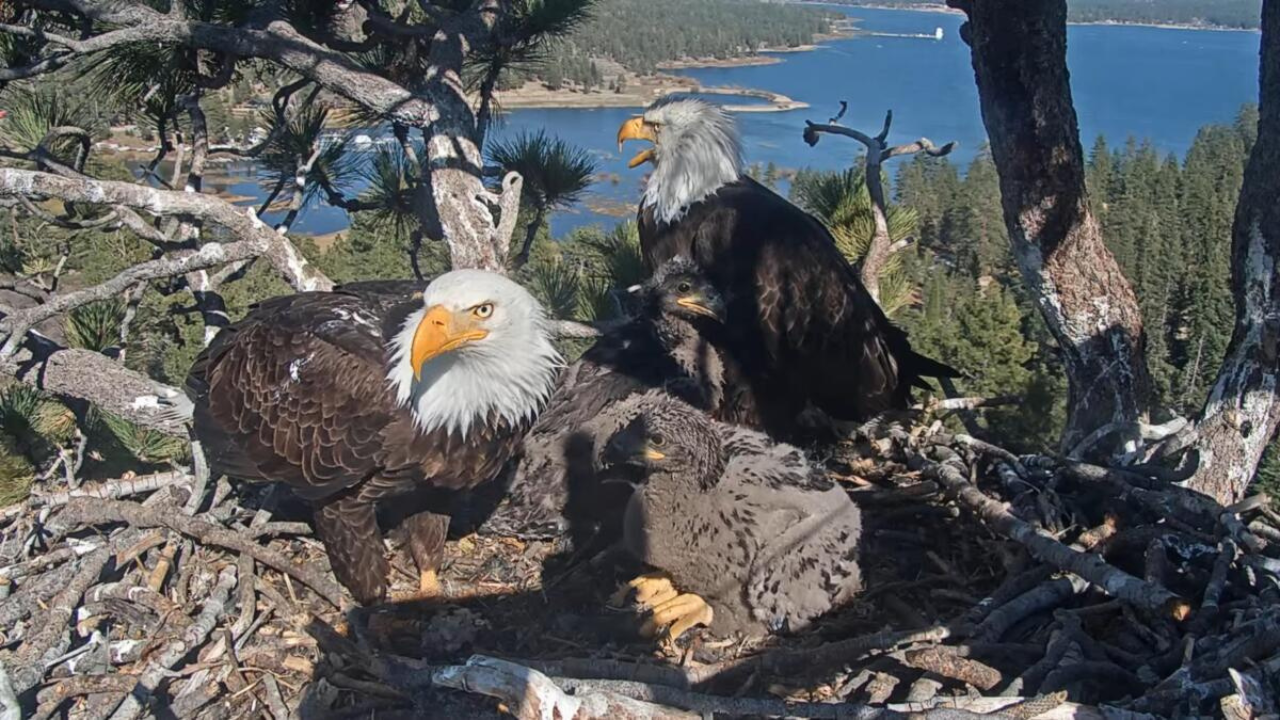 Bald eagle couple Jackie and Shadow's viral livestream raised $10 million to save their California forest home from luxury development