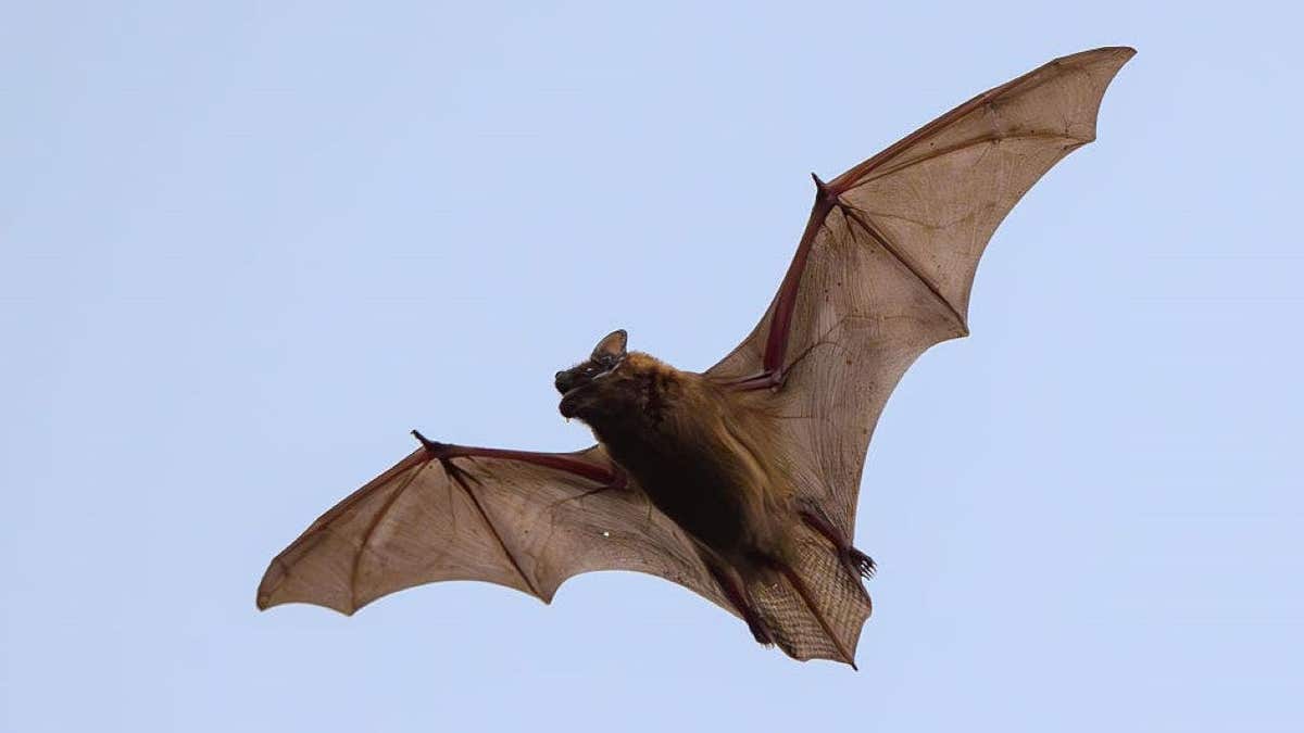 A common noctule bat (Nyctalus noctula) photographed in Kersdorf, Brandenburg.