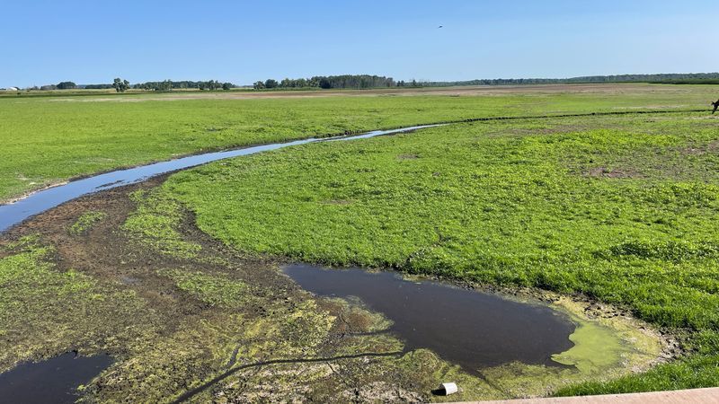 Drawdown area at Collins Marsh State Wildlife Area, July 22, 2026 (WLUK/Eric Peterson)