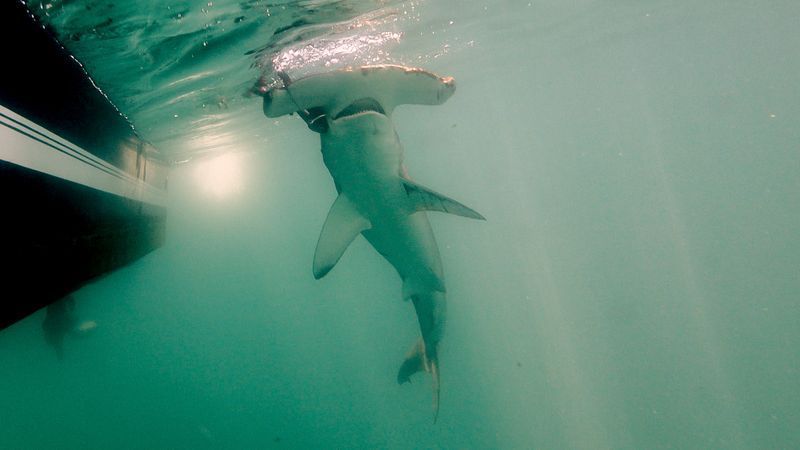 A hammerhead shark seen in the waters near Block Island. (ASI)