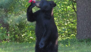 Bear sighting closes park in Massachusetts town