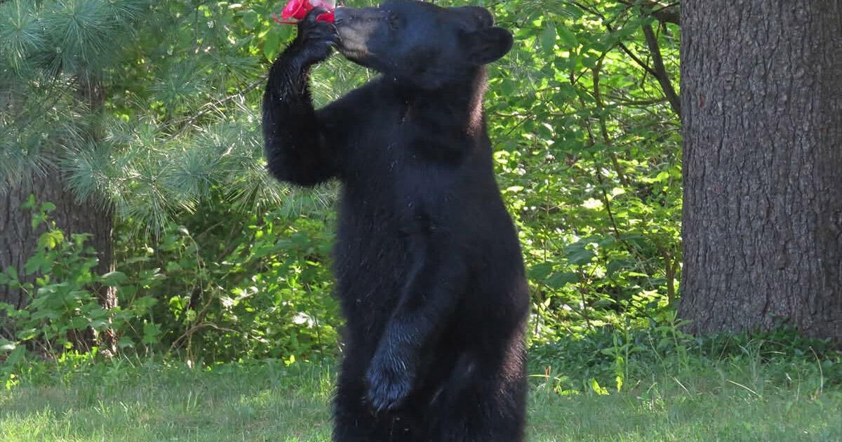 Bear sighting closes park in Massachusetts town