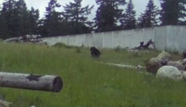 a black bear wanders over I-90 overcrossing...