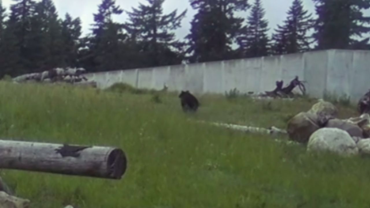 a black bear wanders over I-90 overcrossing...