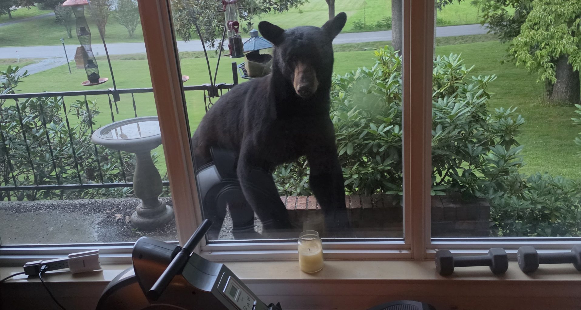 Beware Of Bears On Your Front Porch – WGRV.com