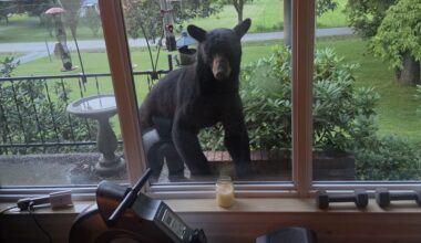 Beware Of Bears On Your Front Porch – WGRV.com