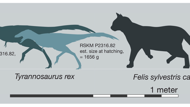 Size of perinate T. rex. Reconstruction based on the third metatarsal RSKM P2416.82, assuming proportions of a juvenile Tarbosaurus baatar [12]; post-hatching individual scaled to 84% of the linear dimensions of RSKM P2416.82.