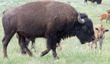 Bison endure as an American symbol