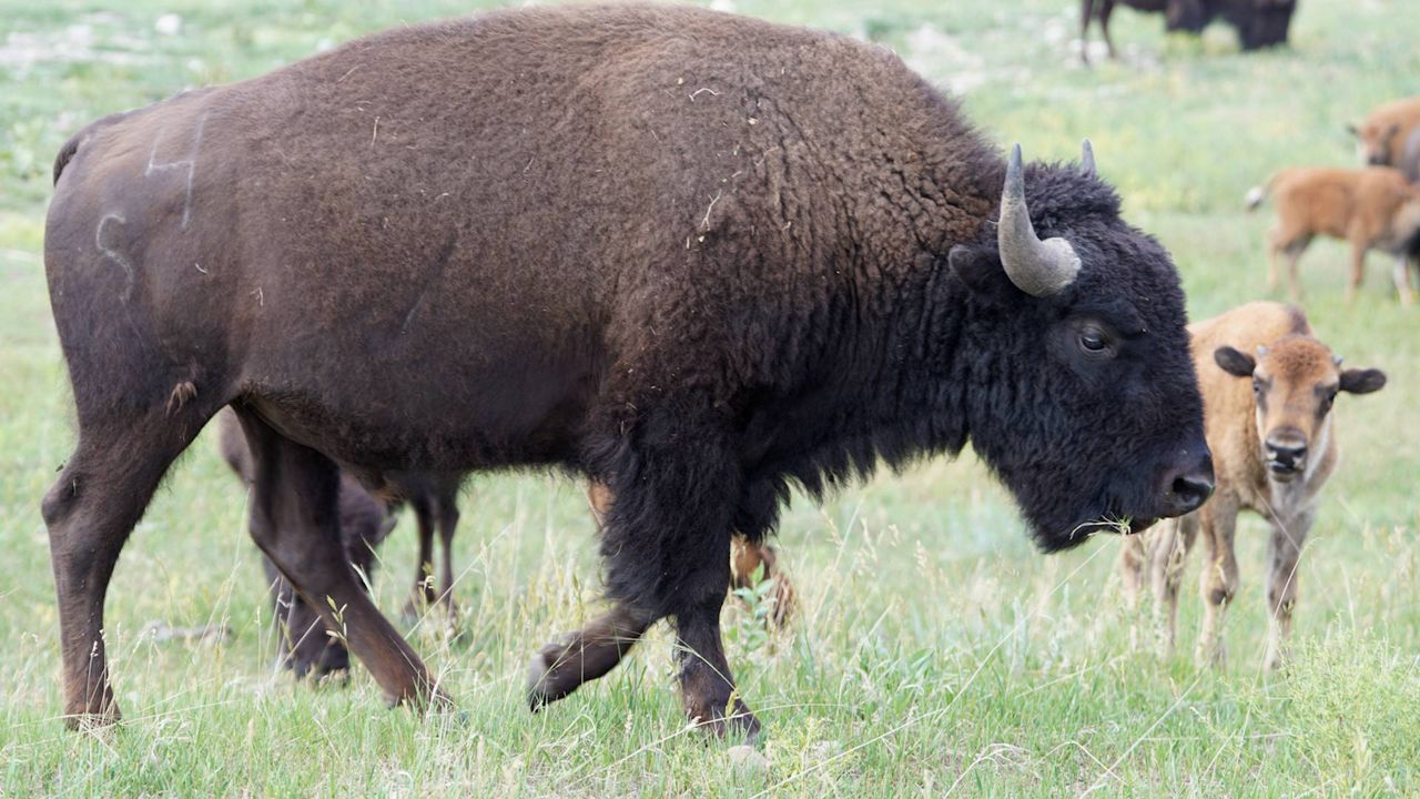 Bison endure as an American symbol