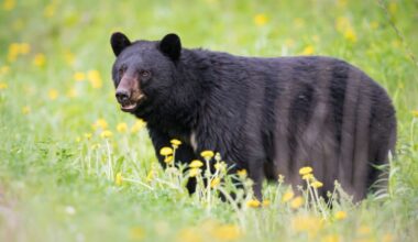 Large Black Bear Spotted Roaming Around Goleta Neighborhood