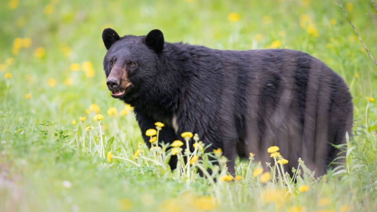 Large Black Bear Spotted Roaming Around Goleta Neighborhood