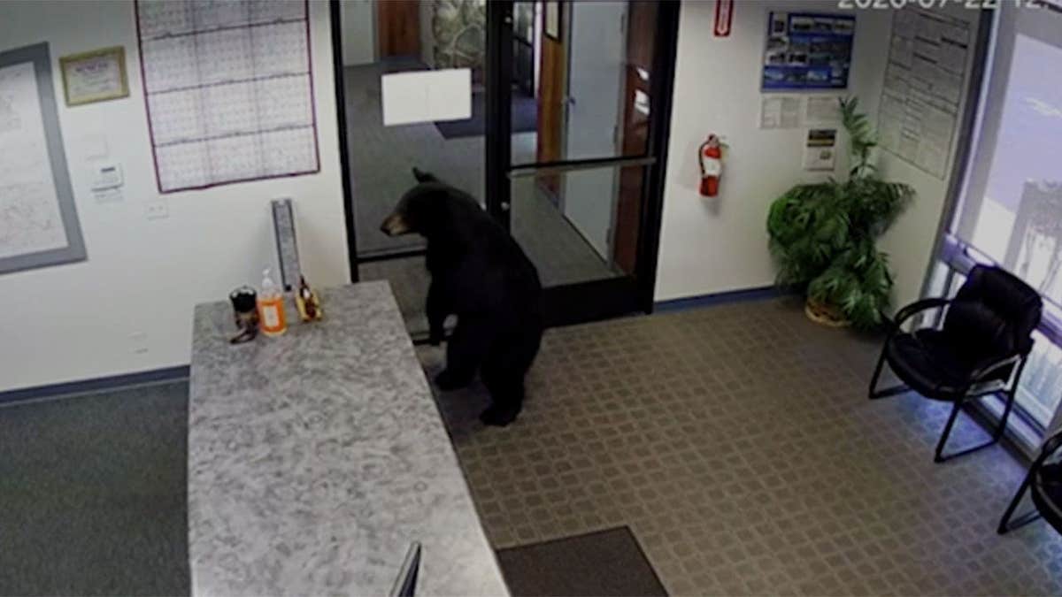A black bear stands inside the lobby of the Crestline Village Water District office in California after entering the building