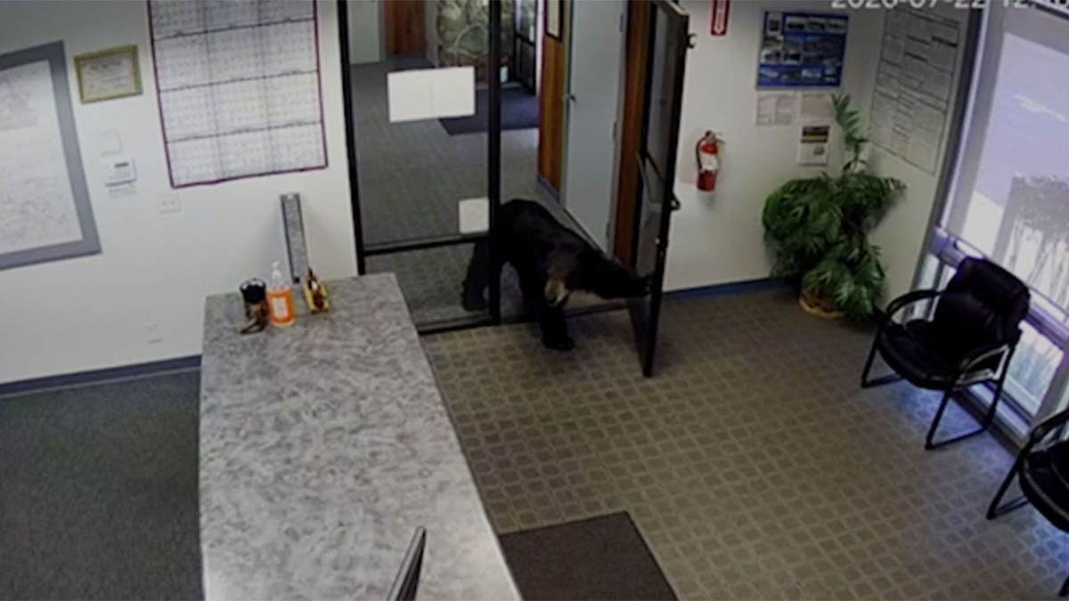 A black bear pushes open the front door while leaving the Crestline Village Water District office in California