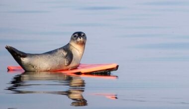 A seal pup was riding a boogie board off the coast of Maine, because of course it was