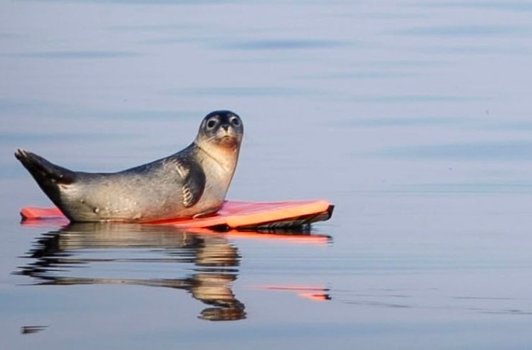 A seal pup was riding a boogie board off the coast of Maine, because of course it was