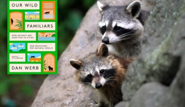Wild animals are adapting to our cities