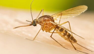 Early, intense West Nile season may signal a severe year for the mosquito-borne illness, CDC says