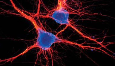 Neuroscience News logo for mobile.