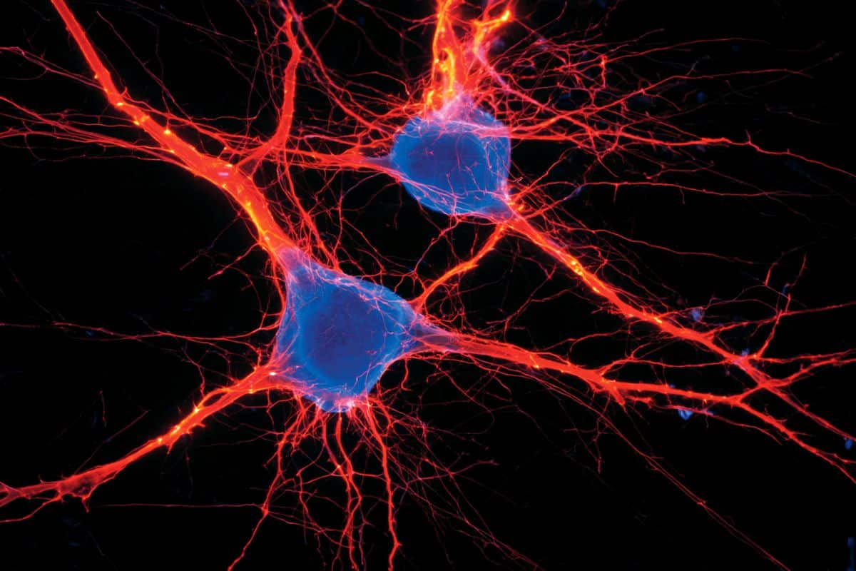 Neuroscience News logo for mobile.