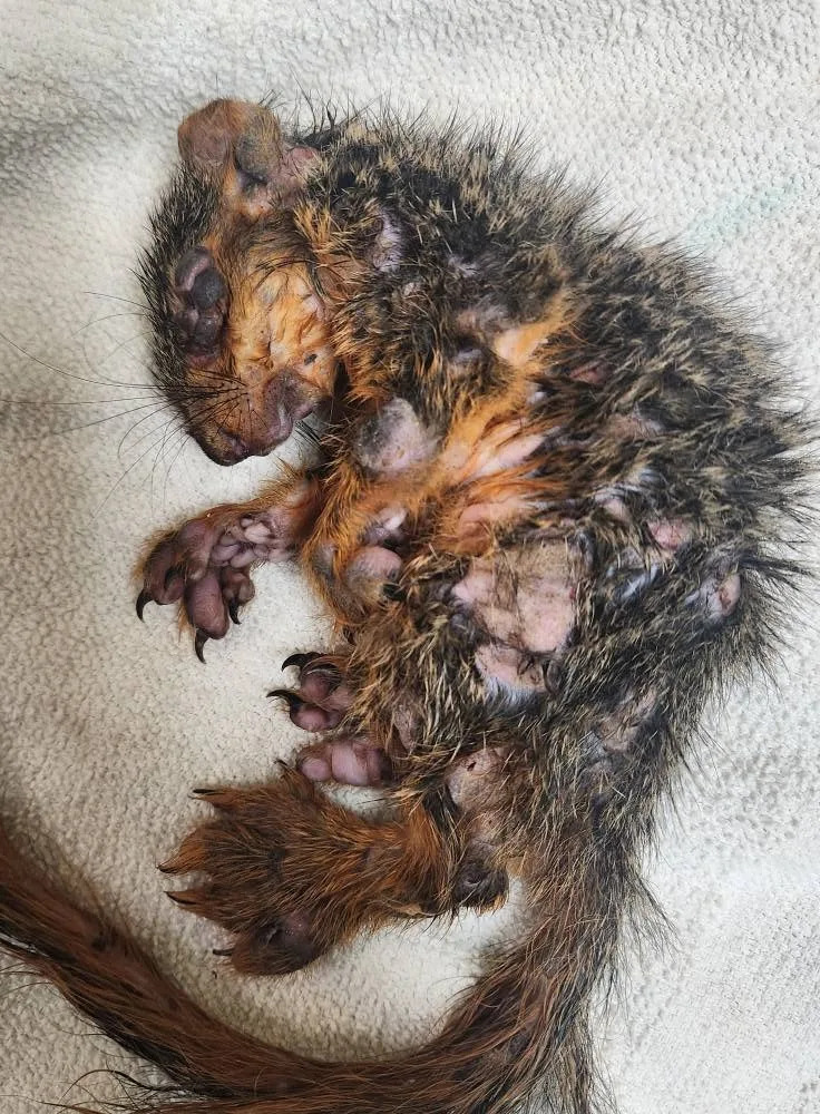 Maxine's body covered in warts from squirrel pox.