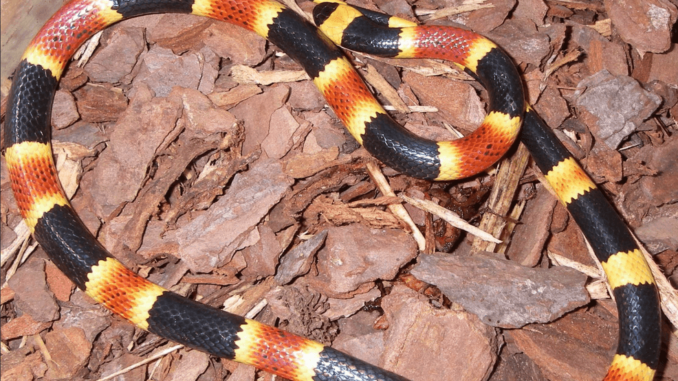 Eastern Coral Snake