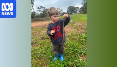 Giant earthworms found in SA 'almost certainly' a new species