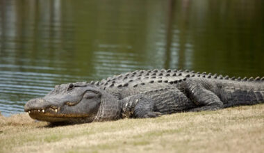 Golfers freeze as massive alligator lumbers across South Carolina course like a dinosaur
