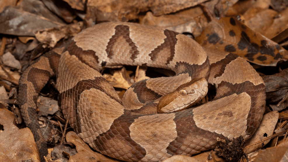 Eastern Copperhead