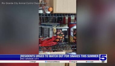 Rattlesnake found inside Rio Grande City store prompts animal control warning