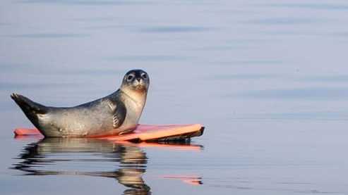 Seal pup spotted on a boogie board off of Old Orchard Beach