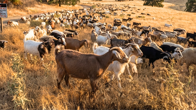 California deploys 400 goats and sheep as 'firefighters' to eat an invasive weed fuelling wildfires and threatening native ecosystems