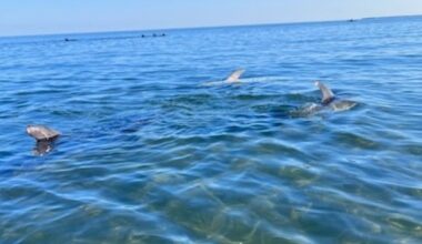 Cape Cod bottlenose dolphin mass stranding leaves 5-6 animals dead – NBC Boston