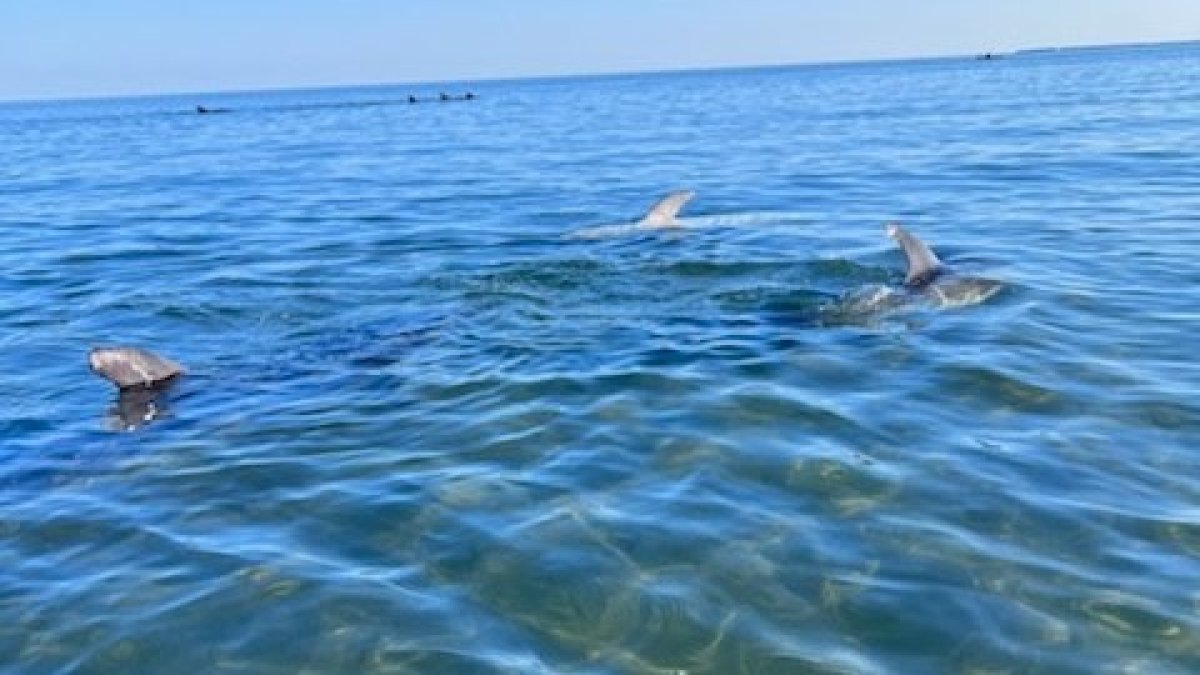 Cape Cod bottlenose dolphin mass stranding leaves 5-6 animals dead – NBC Boston