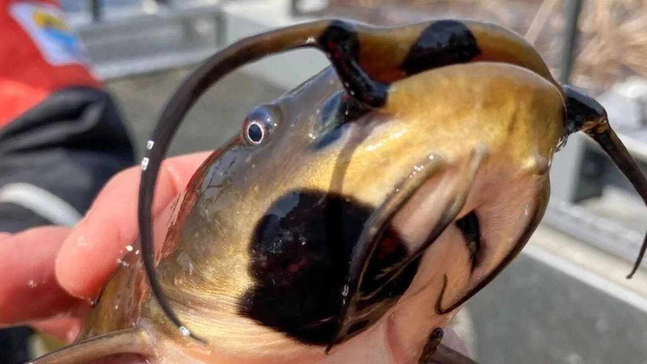Catfish with lesions